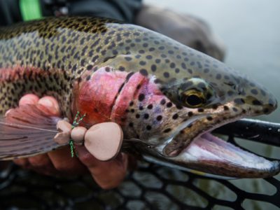 Mouse Flies for Trout