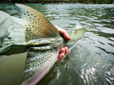 Releasing a steelhead by Louis Cahill