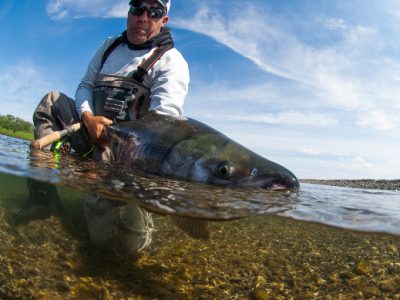 Fly fishing for chum salmon