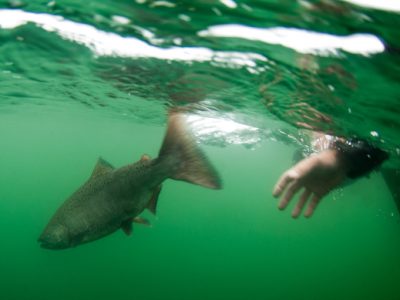 Releasing a king salmon.