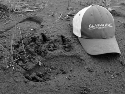 Brown bear track at Alaska West