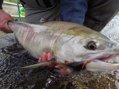 Chum Salmon on a Mouse Fly