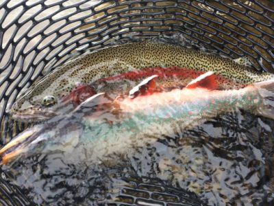 Rainbow Trout and Dolly Varden at Alaska West