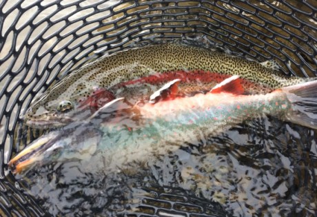 Rainbow Trout and Dolly Varden at Alaska West