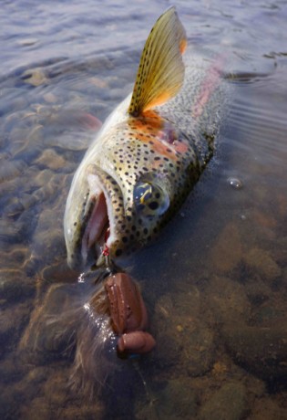 Mousing for Rainbow Trout