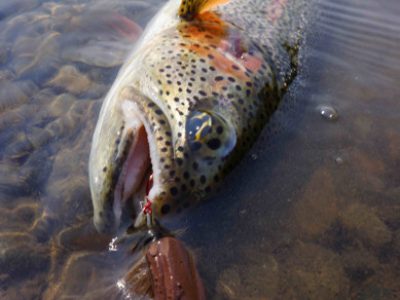 Mousing for Rainbow Trout