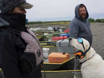 Camp dogs at Alaska West