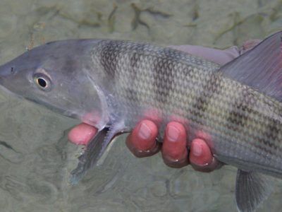 Bonefish