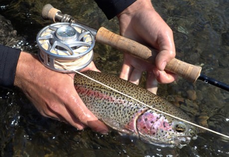 Fly fishing for leopard rainbow trout.