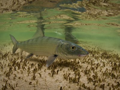 Underwater bonefish