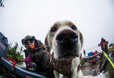 Camp dog at Alaska West