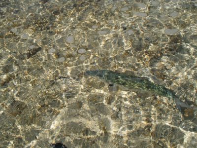 Bonefish on the flats