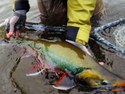 Fly Fishing for Dolly Varden and Arctic Char