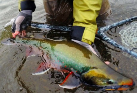 Fly Fishing for Dolly Varden and Arctic Char