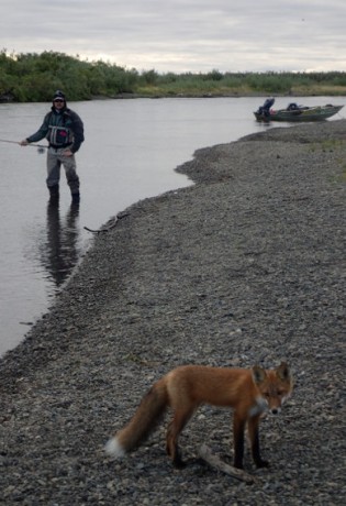 Fly fishing and foxes