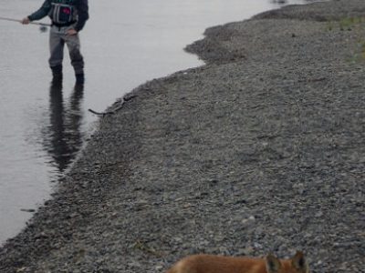 Fly fishing and foxes
