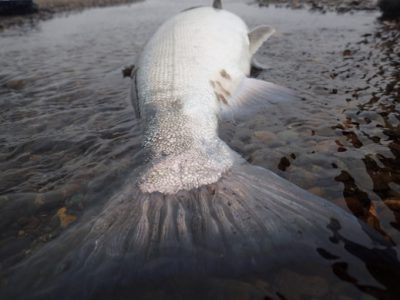 Fly fishing for silver salmon