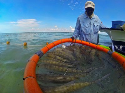 Tagging Bonefish on South Andros Island.