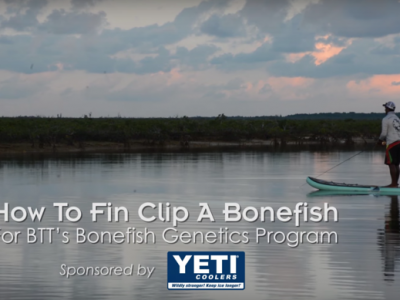 How to Fin Clip a Bonefish.