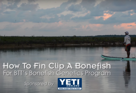 How to Fin Clip a Bonefish.