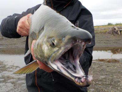 Fly fishing for chum salmon.
