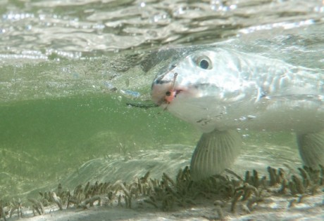 Underwater bonefish picture.