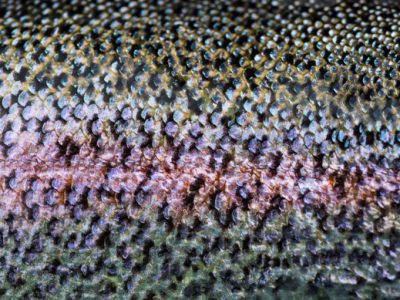 Western Alaska Leopard Rainbow Spots by Tosh Brown.