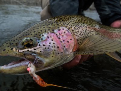 Fly fishing for rainbow trout with flesh flies.