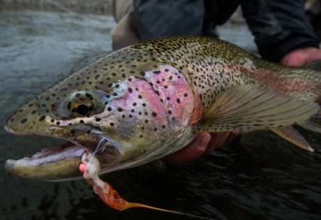 Fly fishing for rainbow trout with flesh flies.