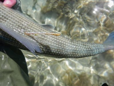 Bonefishing Tagging Effort in the Bahamas.