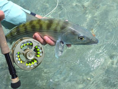 Einarsson Plus Reels for bonefish review.