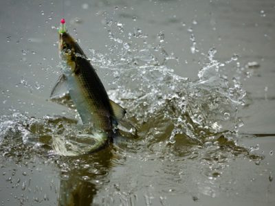 Fly fishing photography.