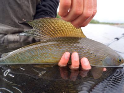 Arctic grayling at Alaska West.