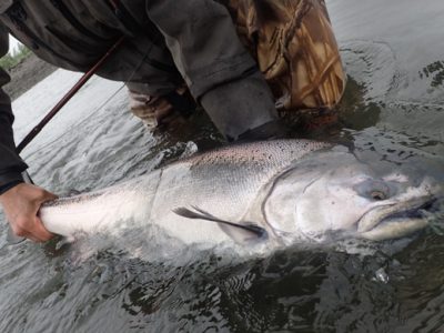 Tying the king sling knot for spey fishing.