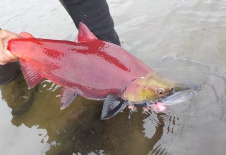 Sockeye salmon caught on a popper.