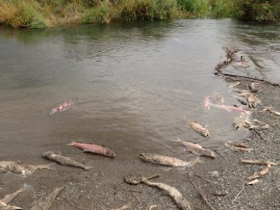 Flesh flies for trout.
