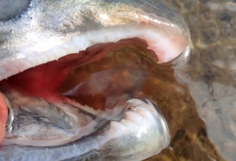 Silver salmon teeth.