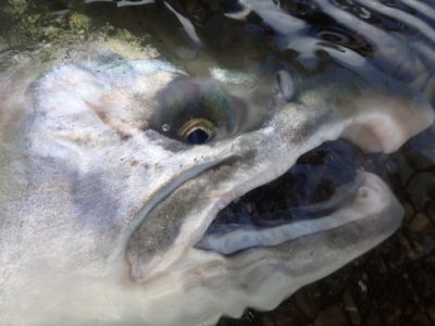 Silver salmon close up.