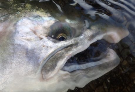 Silver salmon close up.