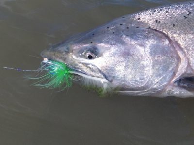 Jerry French's 'Dirty Hoh' Fly Pattern for Salmon and Steelhead