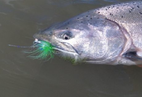 Jerry French's 'Dirty Hoh' Fly Pattern for Salmon and Steelhead