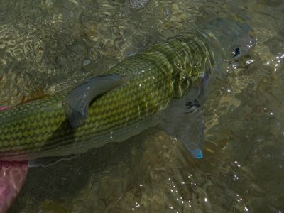 Fly fishing for bonefish by Flip McCririck.