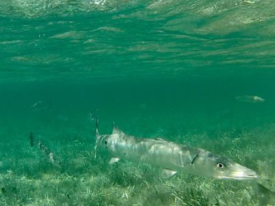 Fly fishing for barracuda at Andros South