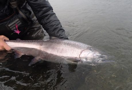 Releasing king salmon from Alaska West.