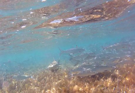 Bonefish and lemon sharks at Andros South.