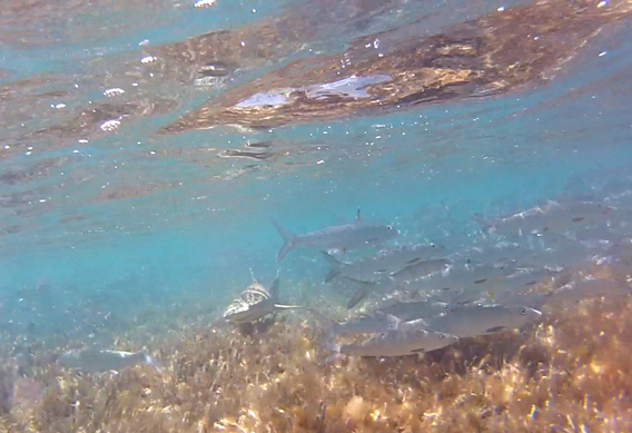 Why Won’t the Bonefish Eat My Fly | Schooling Bonefish and Predators