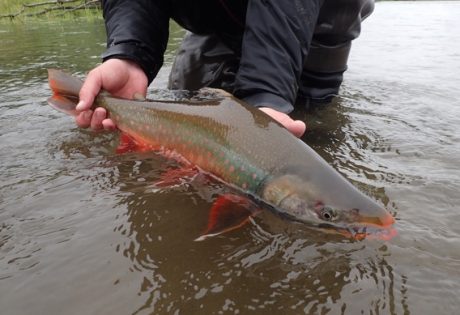 Fly fishing for dolly varden at Alaska West.