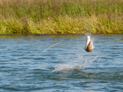 Jumping rainbow trout photo by Abe Blair.