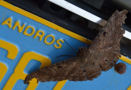 Bat moth on South Andros Island.