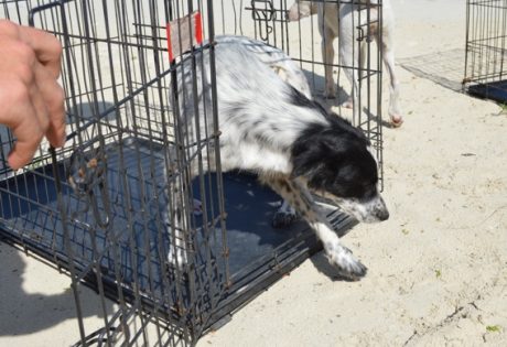 Spay and neuter clinic at Andros South